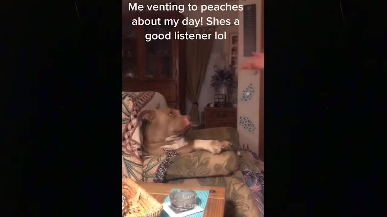 funny video