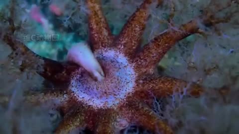 🐳🤯 Watch a Sea Cucumber Eat Its Way Through a Meal! Sea cucumber eating | FeedMyCuriosity