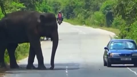 Shocking Wildlife Collision: Elephant Pinned Under Truck on Jungle Road