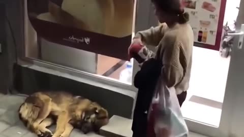 A kind woman saved a dog from freezing to death.