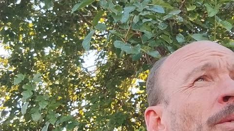 Fan Fusion update - June 14th 2025