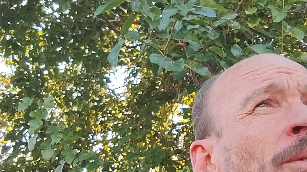 Fan Fusion update - June 14th 2025