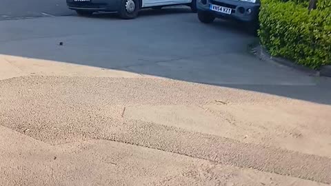 Dog eaters and coppas thinking the cemetery is a park