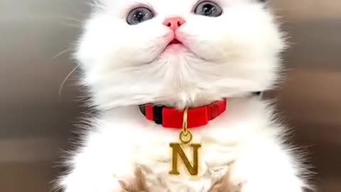 Surprise