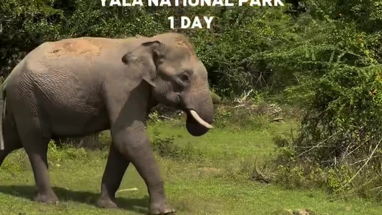 ULTIMATE 2 WEEK SRI LANKA ITINERARY