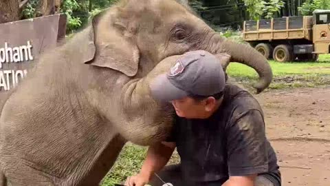 “You Won’t Believe What This Elephant Did in the jungleWild