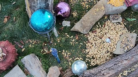 Classic Blue Jay Scenario,