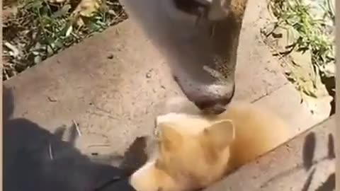 Funny video