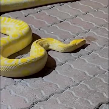 Nature s Beautiful Animal Evolution #animaljourney #animaltransformation #beautifulnature