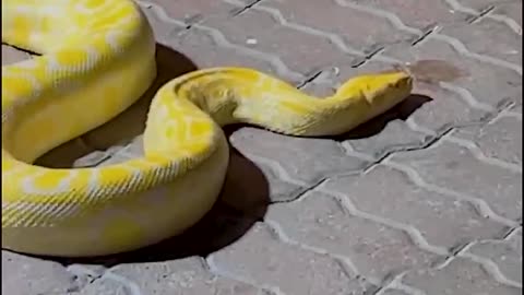 Nature s Beautiful Animal Evolution #animaljourney #animaltransformation #beautifulnature