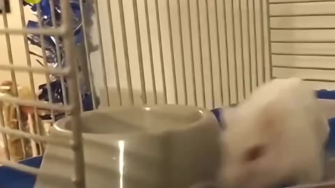 Why Is This Hamster Spinning_ 😨(1080P_60FPS)