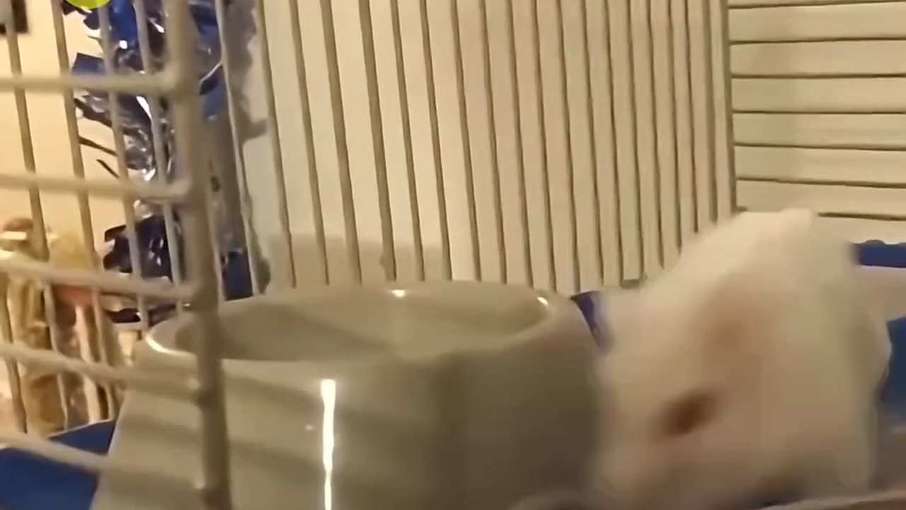Why Is This Hamster Spinning_ 😨(1080P_60FPS)