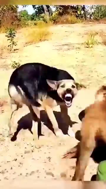 *Title:* Funny Moment: Monkey Annoys Dog – Hilarious Animal Interaction! 😂🐒🐶