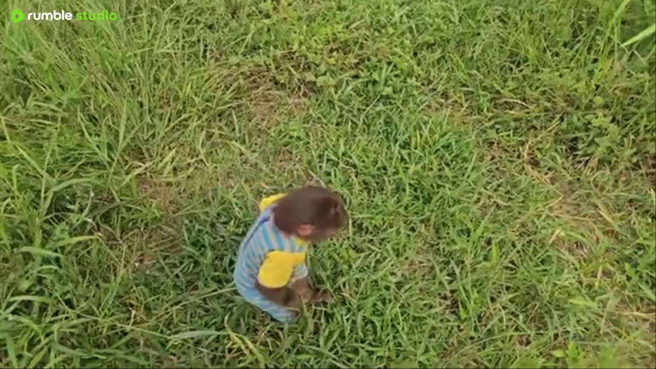 pets in action