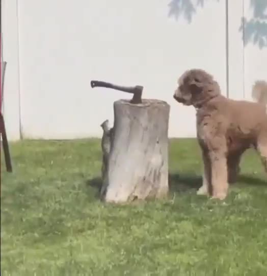 Squirrel vs dog standoff
