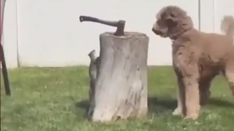 Squirrel vs dog standoff