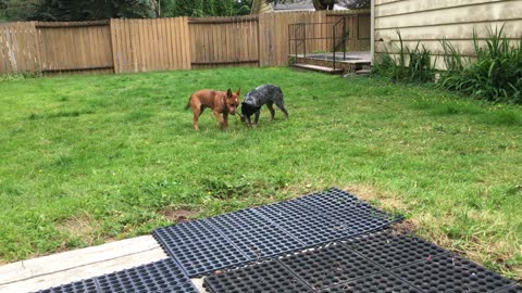 backyard hangout 329842098
