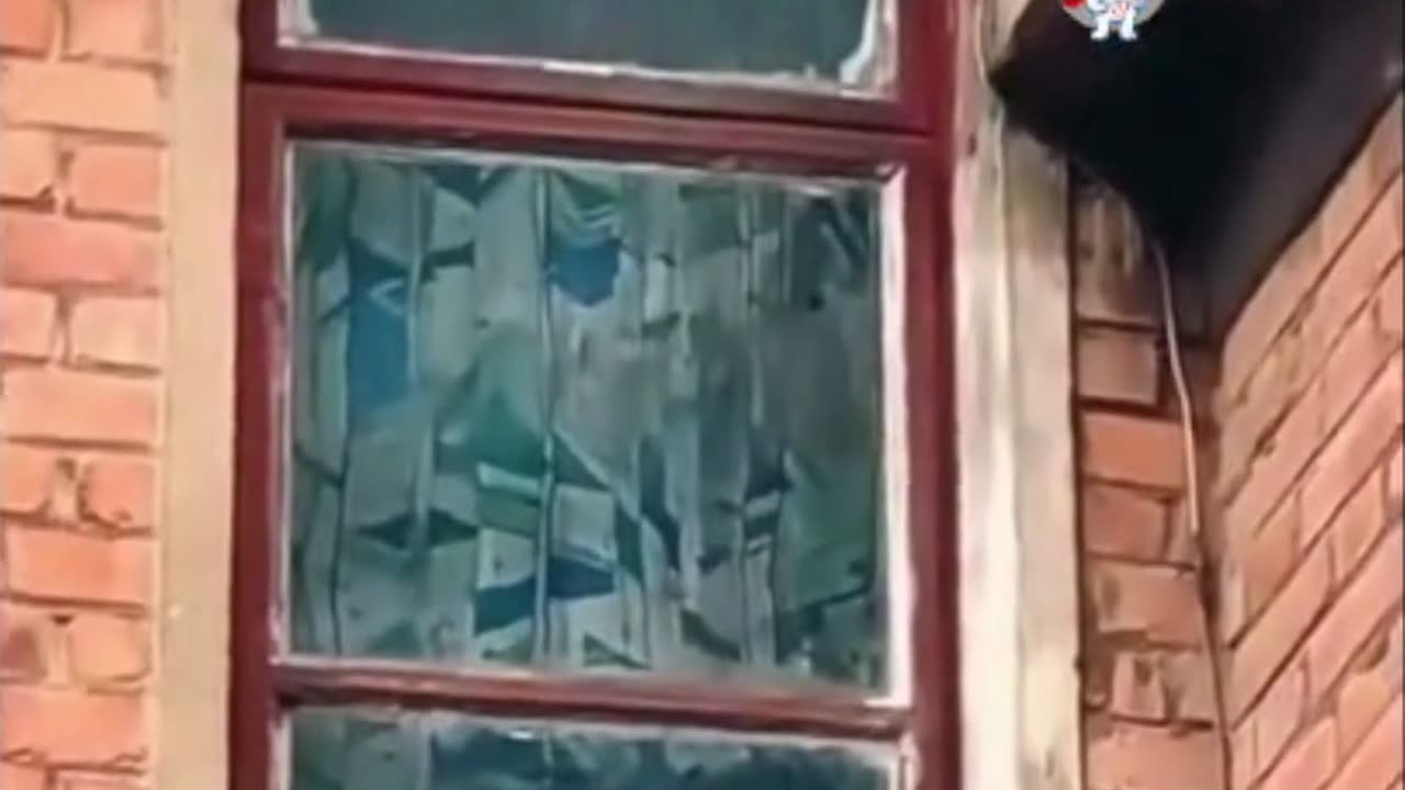 cat-super-mom_catscafe247