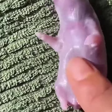 Rescue of a Baby Porcupine Found on the Street — He Deserves a Chance at Life!🦔❤️