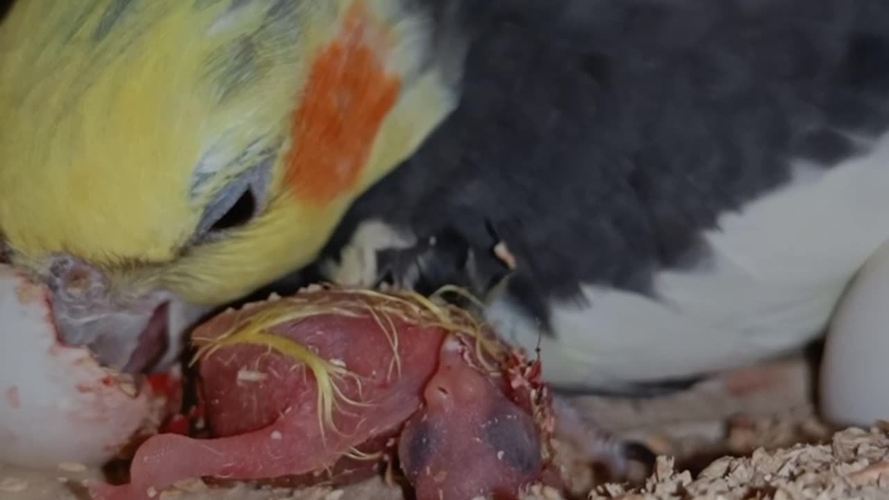 Birth of a Burb