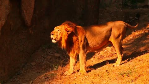Lions