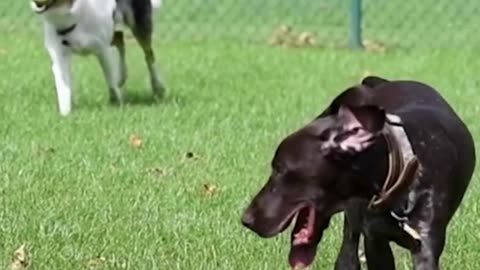 10 ITEMS FROM AMAZON THAT ARE A PERFECT FIT FOR YOUR DOG THIS FALL