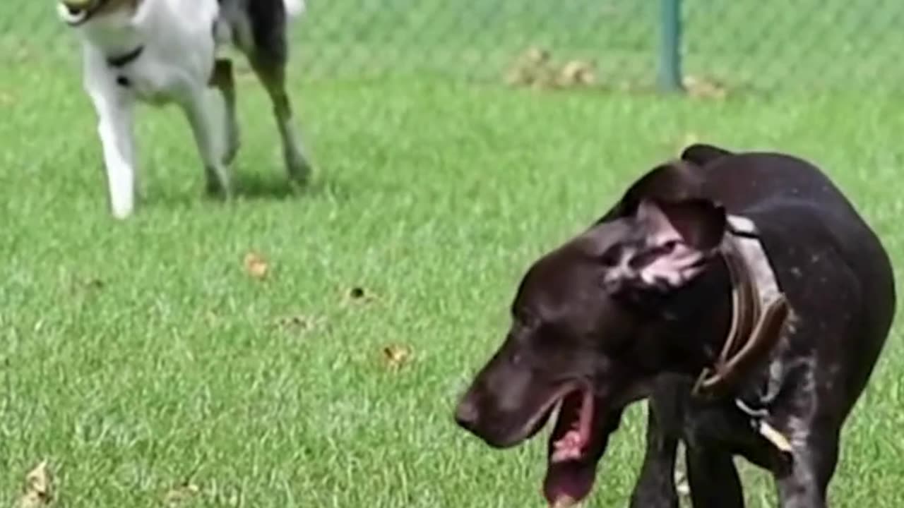 10 ITEMS FROM AMAZON THAT ARE A PERFECT FIT FOR YOUR DOG THIS FALL