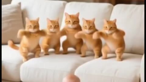 Cute cat 🐱