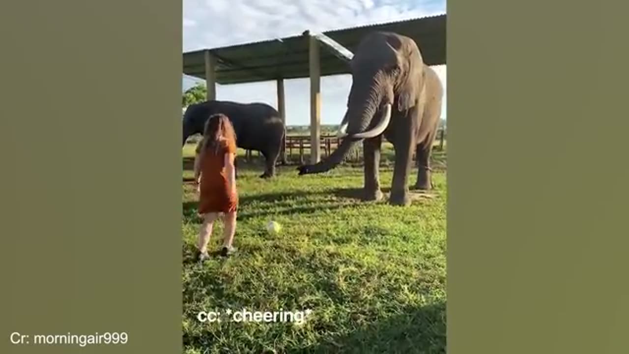 animal love