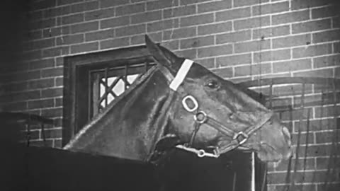 Black Beauty (1921)