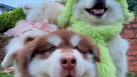 Selfi
