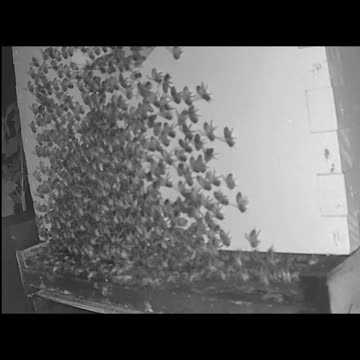 Saturday Morning Peek 1b