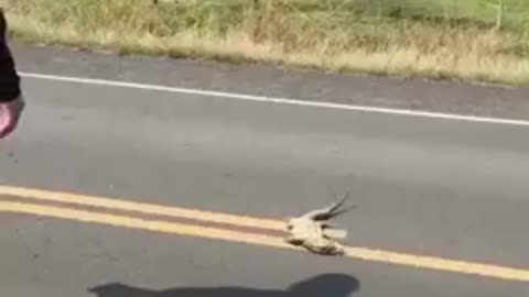 Snared by Hunter： The guy got caught in a reptilian trap.