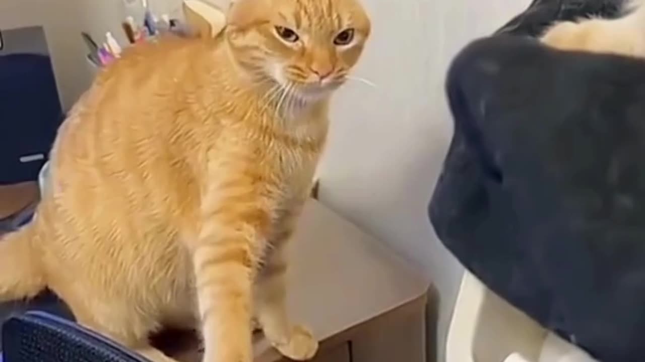 FUNNY ANIMAL COMPILATIONS - PART 27