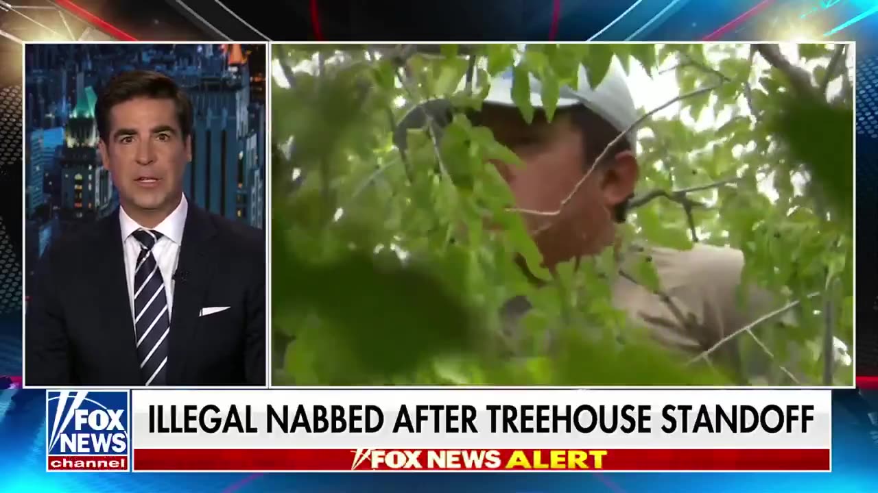 Illegal alien surrounded, captured, after hiding 7 hours from ICE in a tree