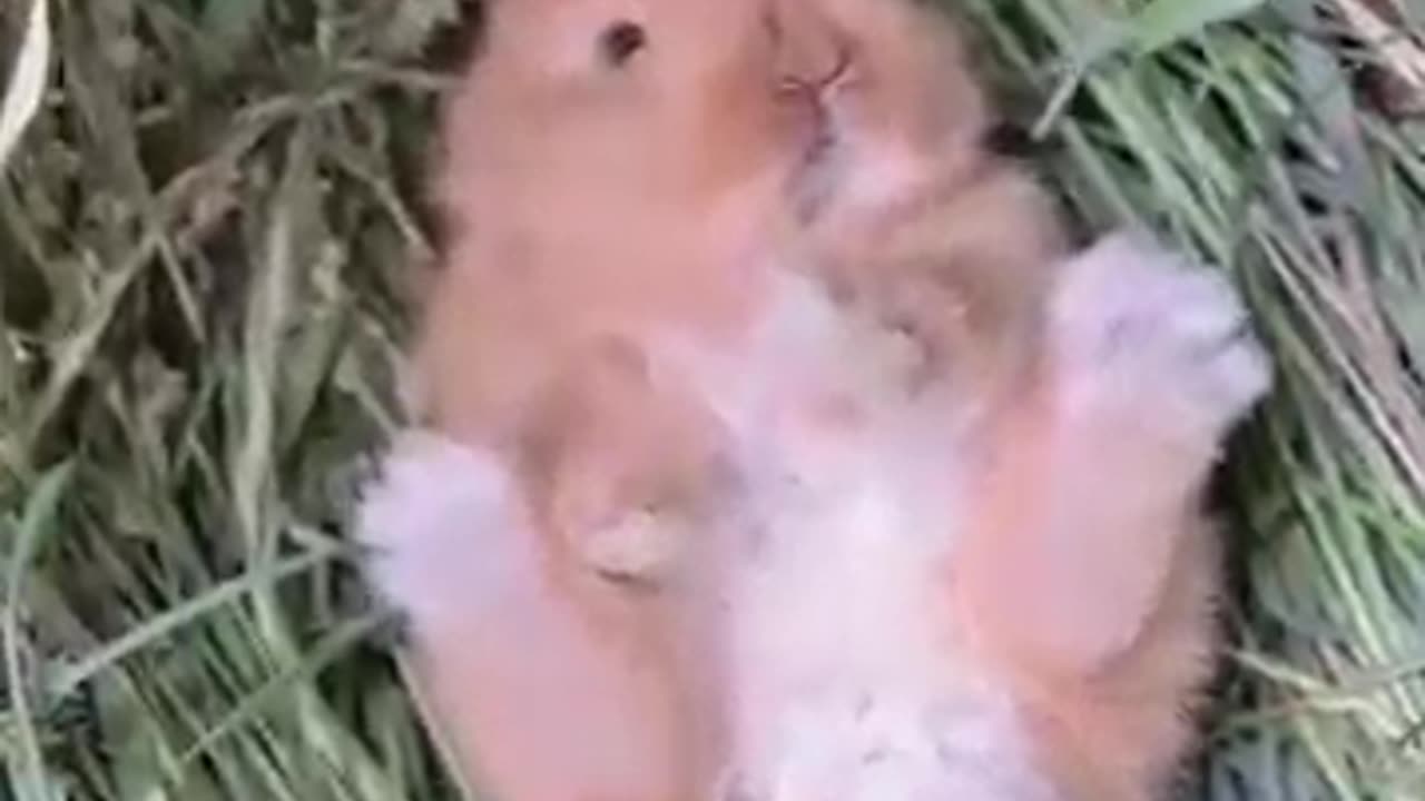 Adorable little rabbit🐇 abandoned