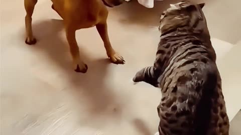 Cat, dog fighting 😂
