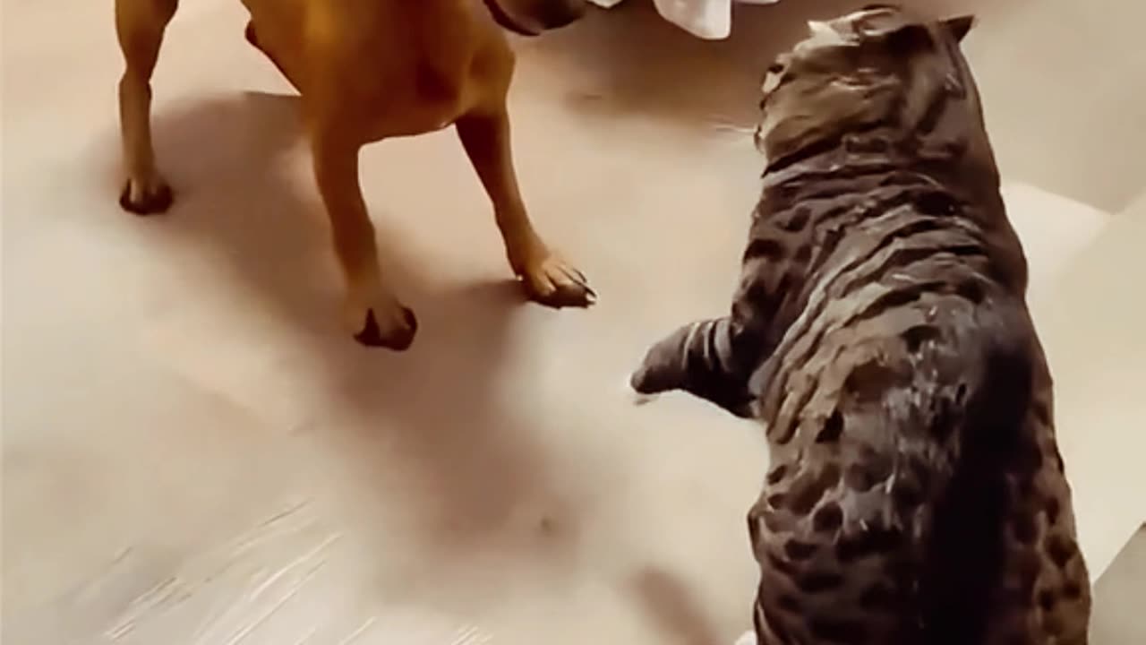 Cat, dog fighting 😂