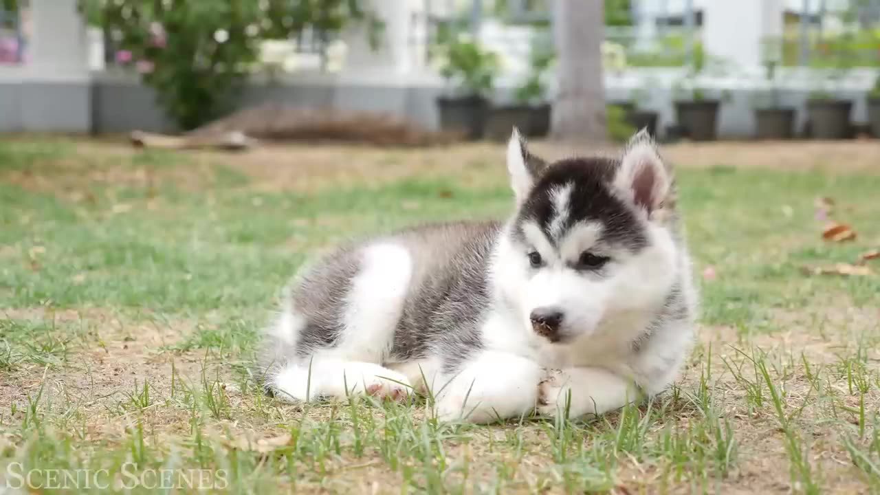 Funny baby animals Videos 🐶😸 New Compilation 2025👌Cute moments of the Animals😍[Part 1] 👍
