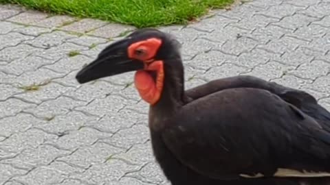 Abyssinian ground hornbill