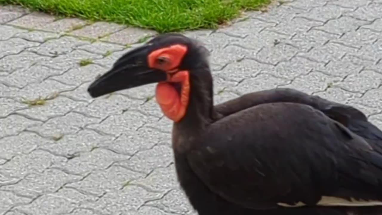 Abyssinian ground hornbill