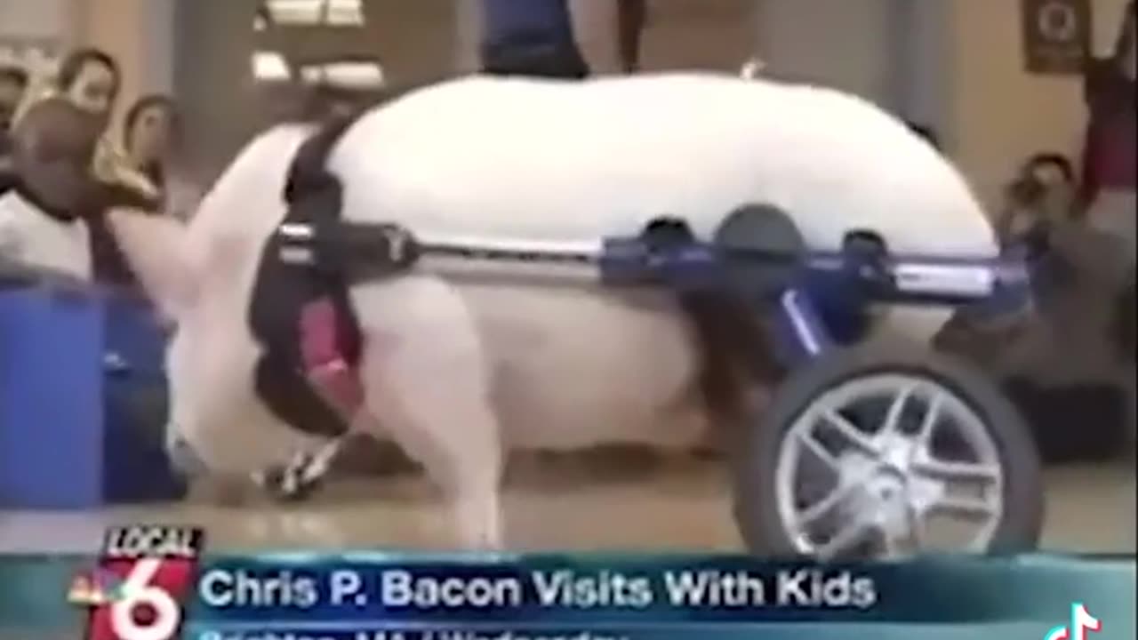 😂🐖 Meet the Internet's Favorite Wheelchair-Bound Pup, Chris P. Bacon! | FunFM