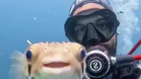 😂 Funny Underwater Moments with Sharks | Diving Adventure