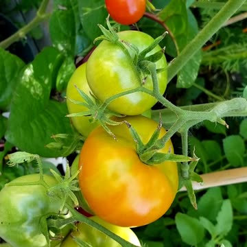 Vegetable garden Heirloom variety ripening tomatoes and - pumpkin flowers 2025