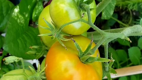 Vegetable garden Heirloom variety ripening tomatoes and - pumpkin flowers 2025