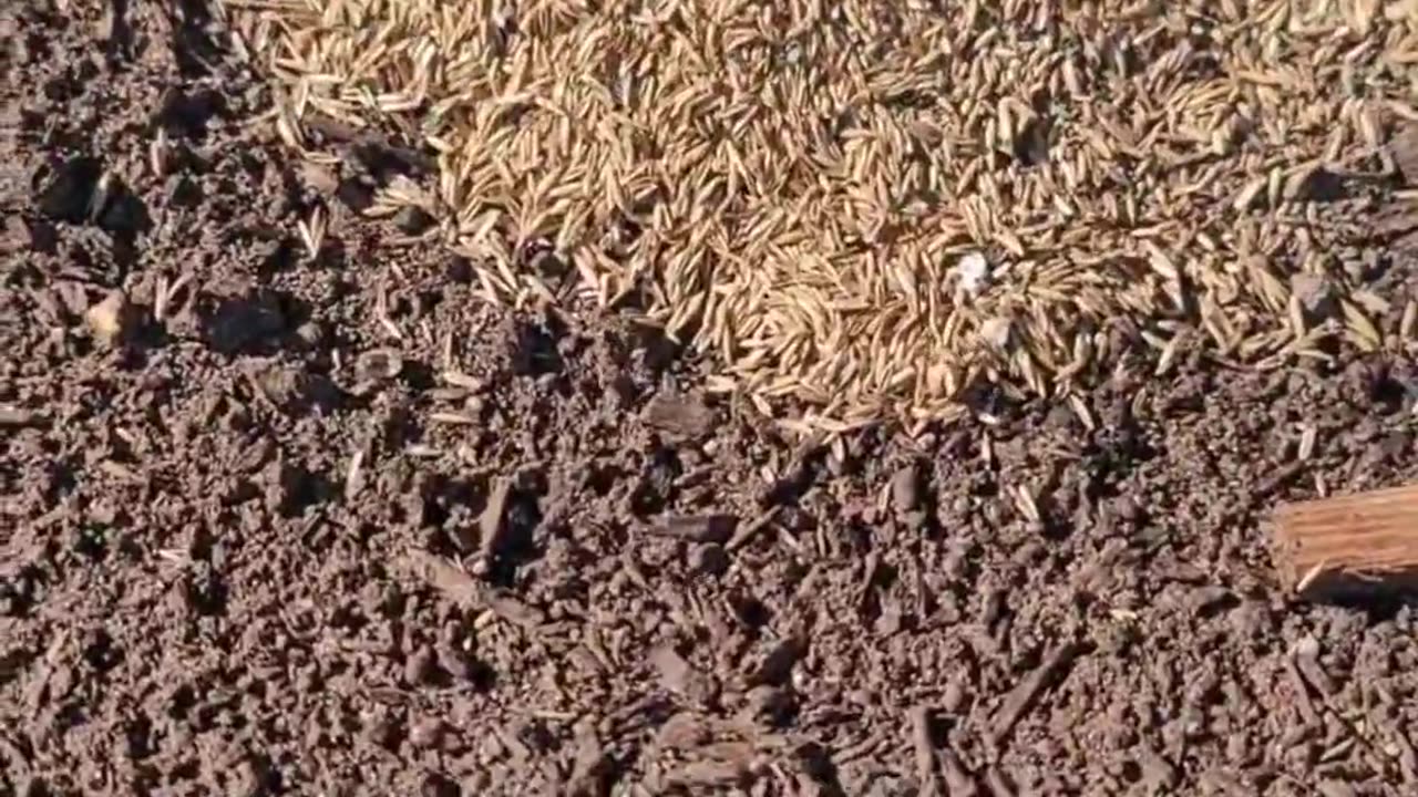 🌱😮 Grass Growing Gone Wrong! | FunFM