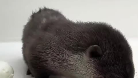 cute little otter