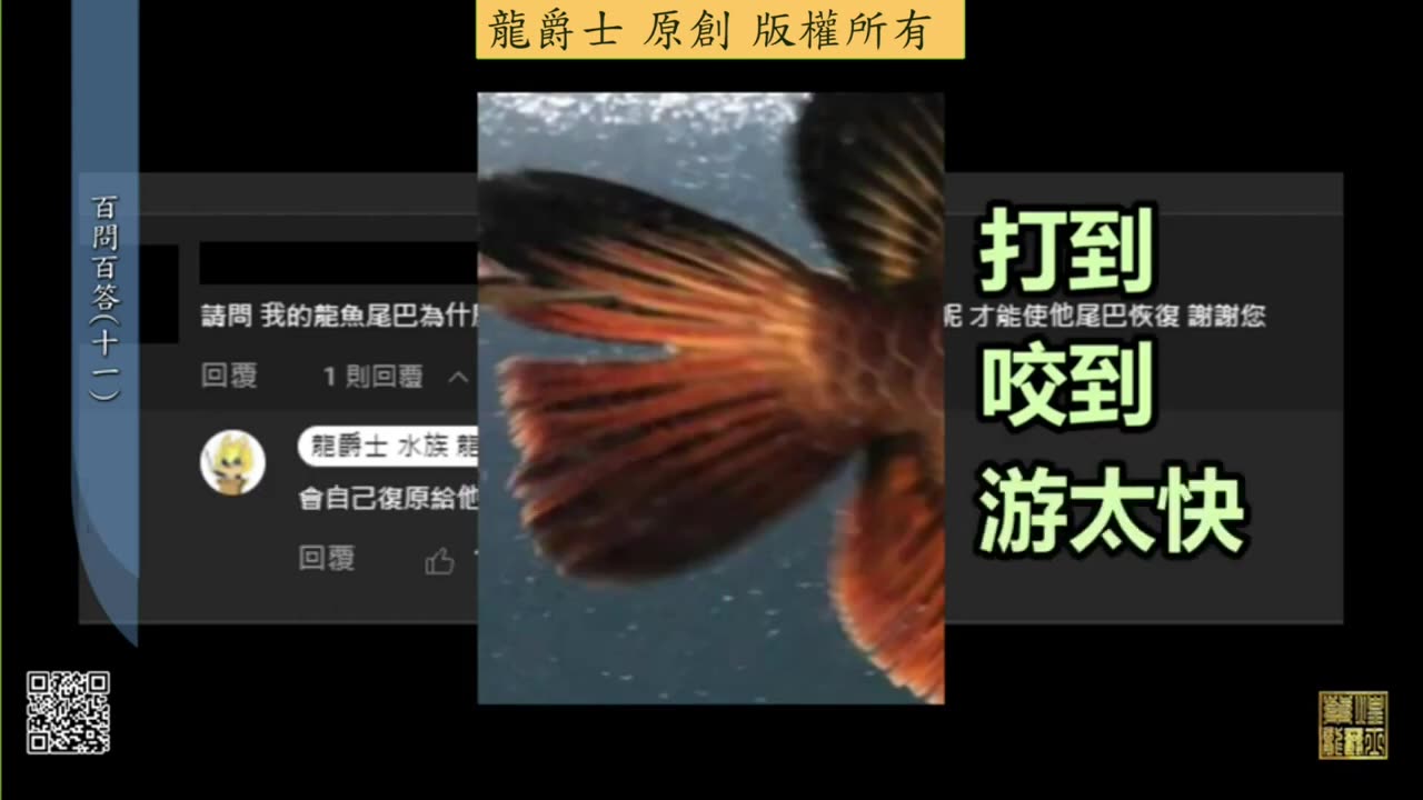 【龍爵士】千問千答 Q109 龍魚的尾巴為甚麼會分開，如何處理