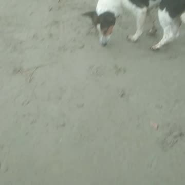 Take care of the dogs and feed them.