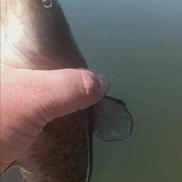 Bullhead catfish